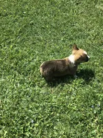 Male, a male Pembroke Welsh Corgi for sale in Indiana, PA – Photo 7 of 9