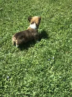 Male, a male Pembroke Welsh Corgi for sale in Indiana, PA – Photo 5 of 9