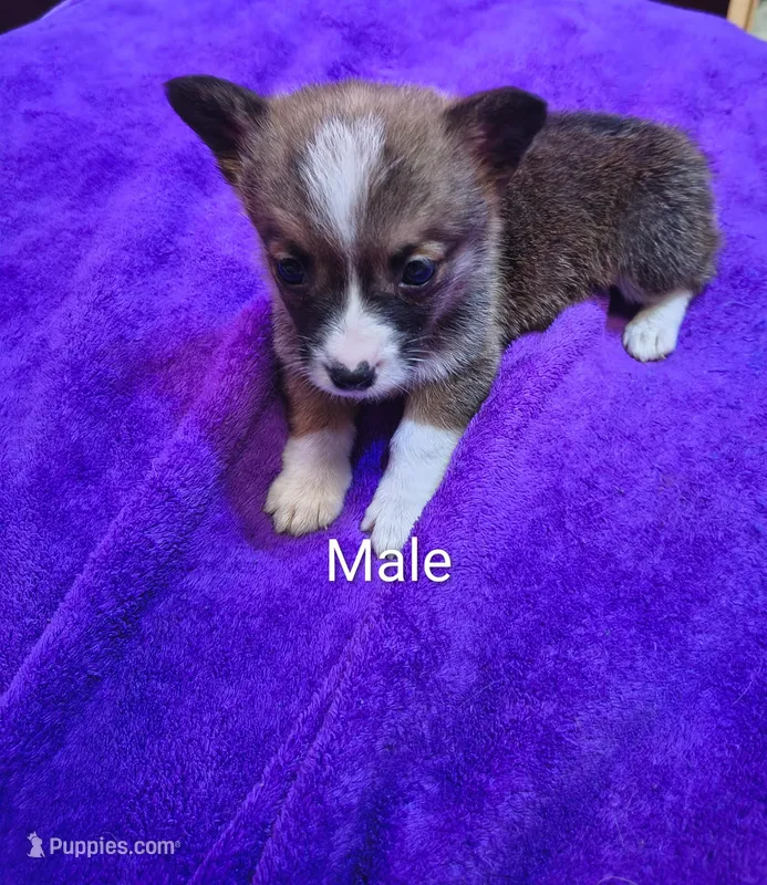 Male – Pembroke Welsh Corgi puppy for sale in Indiana, PA