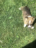 Male, a male Pembroke Welsh Corgi for sale in Indiana, PA – Photo 9 of 9