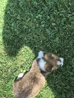 Male, a male Pembroke Welsh Corgi for sale in Indiana, PA – Photo 4 of 9