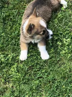 Male, a male Pembroke Welsh Corgi for sale in Indiana, PA – Photo 2 of 9