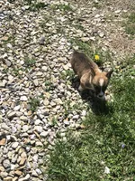 Male, a male Pembroke Welsh Corgi for sale in Indiana, PA – Photo 6 of 9