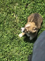 Male, a male Pembroke Welsh Corgi for sale in Indiana, PA – Photo 3 of 9