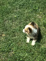 Male, a male Pembroke Welsh Corgi for sale in Indiana, PA – Photo 8 of 10