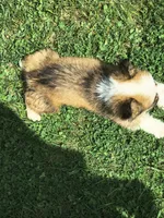 Male, a male Pembroke Welsh Corgi for sale in Indiana, PA – Photo 2 of 10