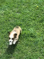 Male, a male Pembroke Welsh Corgi for sale in Indiana, PA – Photo 6 of 10