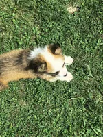 Male, a male Pembroke Welsh Corgi for sale in Indiana, PA – Photo 7 of 10