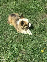 Male, a male Pembroke Welsh Corgi for sale in Indiana, PA – Photo 10 of 10