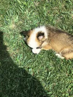 Male, a male Pembroke Welsh Corgi for sale in Indiana, PA – Photo 5 of 10