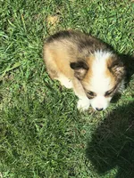 Male, a male Pembroke Welsh Corgi for sale in Indiana, PA – Photo 3 of 10