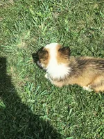 Male, a male Pembroke Welsh Corgi for sale in Indiana, PA – Photo 4 of 10