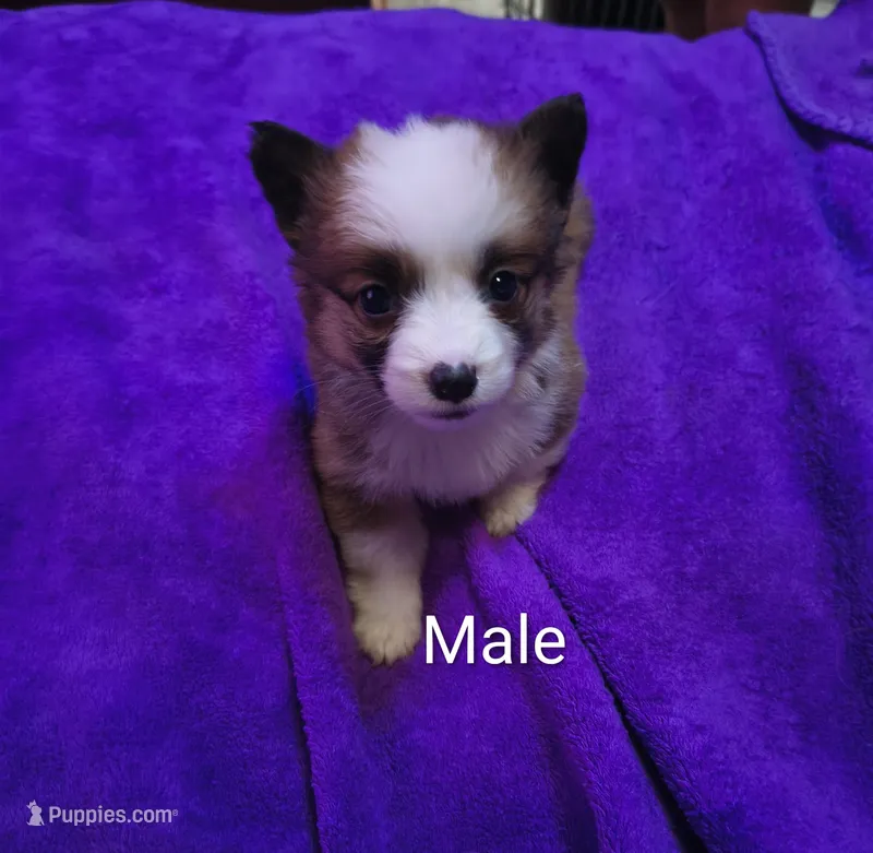 Male – Pembroke Welsh Corgi puppy for sale in Indiana, PA