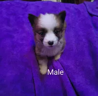 Male, a male Pembroke Welsh Corgi for sale in Indiana, PA – Photo 1 of 10