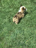 Male, a male Pembroke Welsh Corgi for sale in Indiana, PA – Photo 9 of 10