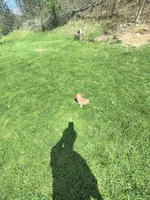 Male, a male Pembroke Welsh Corgi for sale in Indiana, PA – Photo 10 of 10