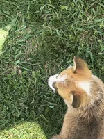 Male, a male Pembroke Welsh Corgi for sale in Indiana, PA – Photo 3 of 10