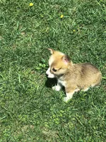 Male, a male Pembroke Welsh Corgi for sale in Indiana, PA – Photo 6 of 10