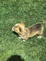 Male, a male Pembroke Welsh Corgi for sale in Indiana, PA – Photo 7 of 10