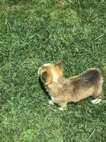 Male, a male Pembroke Welsh Corgi for sale in Indiana, PA – Photo 5 of 10