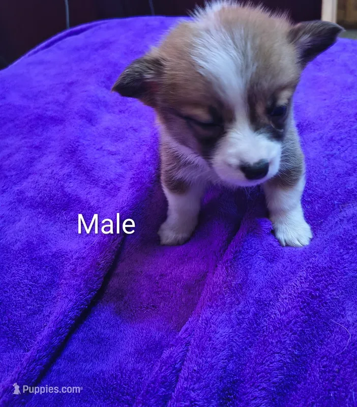 Male – Pembroke Welsh Corgi puppy for sale in Indiana, PA