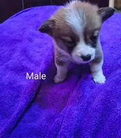 Male, a male Pembroke Welsh Corgi for sale in Indiana, PA – Photo 1 of 10