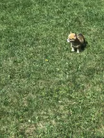 Male, a male Pembroke Welsh Corgi for sale in Indiana, PA – Photo 9 of 10