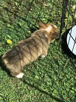 Male, a male Pembroke Welsh Corgi for sale in Indiana, PA – Photo 4 of 10