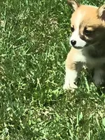 Male, a male Pembroke Welsh Corgi for sale in Indiana, PA – Photo 2 of 10