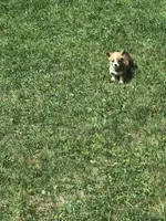 Male, a male Pembroke Welsh Corgi for sale in Indiana, PA – Photo 8 of 10