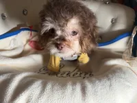 🧸Rare Phantom Tiny  Denim 🐾, a male Poodle - Toy  for sale in New York City, NY – 2 of 8