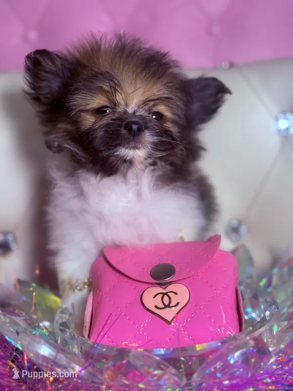 Micro Lil Miss Muffet