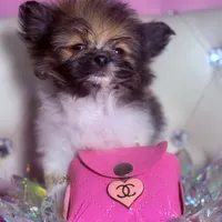 Micro Miss Muffet , a female Pomeranian and Poodle - Toy  for sale in New York City, NY – Photo 2 of 9