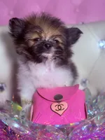 Micro Lil Miss Muffet, a female Pomeranian and Poodle - Toy  for sale in New York City, NY – Photo 1 of 10