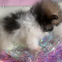 Micro Miss Muffet , a female Pomeranian and Poodle - Toy  for sale in New York City, NY – Photo 4 of 9