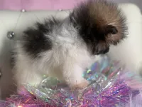 Micro Lil Miss Muffet, a female Pomeranian and Poodle - Toy  for sale in New York City, NY – Photo 3 of 10