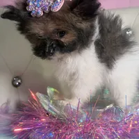 Micro Miss Muffet , a female Pomeranian and Poodle - Toy  for sale in New York City, NY – Photo 6 of 9