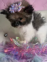 Micro Lil Miss Muffet, a female Pomeranian and Poodle - Toy  for sale in New York City, NY – Photo 5 of 10