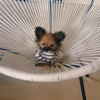 Micro Miss Muffet , a female Pomeranian and Poodle - Toy  for sale in New York City, NY – Photo 9 of 9