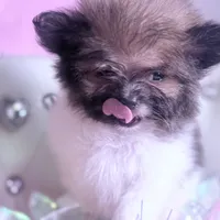 Micro Miss Muffet , a female Pomeranian and Poodle - Toy  for sale in New York City, NY – Photo 3 of 9