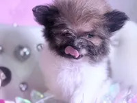 Micro Lil Miss Muffet, a female Pomeranian and Poodle - Toy  for sale in New York City, NY – Photo 2 of 10