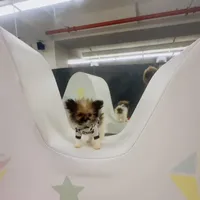 Micro Miss Muffet , a female Pomeranian and Poodle - Toy  for sale in New York City, NY – Photo 7 of 9