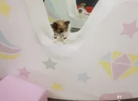 Micro Lil Miss Muffet, a female Pomeranian and Poodle - Toy  for sale in New York City, NY – Photo 8 of 10