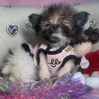 Micro Miss Muffet , a female Pomeranian and Poodle - Toy  for sale in New York City, NY – Photo 8 of 9
