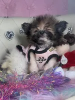 Micro Lil Miss Muffet, a female Pomeranian and Poodle - Toy  for sale in New York City, NY – Photo 7 of 10