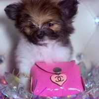 Micro Miss Muffet , a female Pomeranian and Poodle - Toy  for sale in New York City, NY – Photo 5 of 9