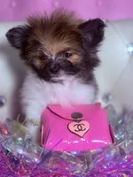 Micro Lil Miss Muffet, a female Pomeranian and Poodle - Toy  for sale in New York City, NY – Photo 4 of 10