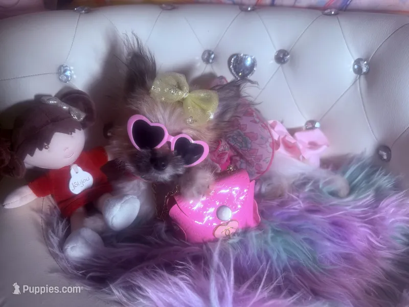 Micro Miss Muffet Reserved 4 Krystal