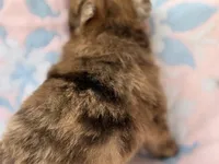 💋Micro Aurora, a female Pomeranian for sale in New York City, NY – Photo 3 of 6