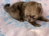 💋Micro Aurora, a female Pomeranian for sale in New York City, NY – Photo 5 of 6